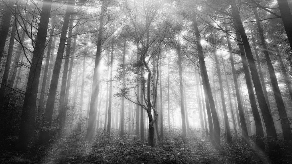 Light through pine, third-day silence