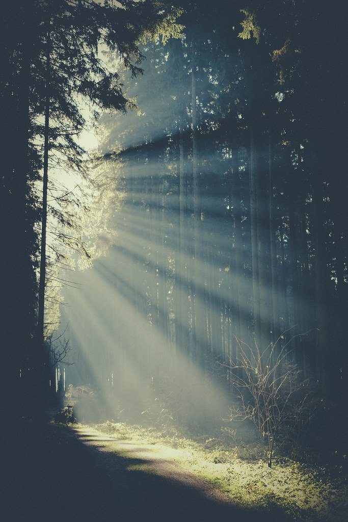 Forest path on the property, morning light